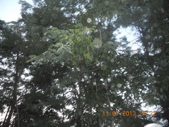 SAN BONICO ORBS